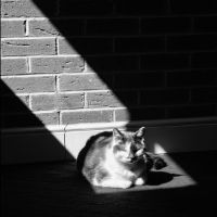 A photo of a cat by @its_adbo